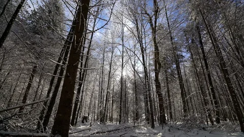 Sun streams through trees as snow falls on sunny day in Bavaria Stock Footage 121009629