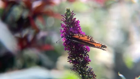 The Sun Streams Through the Wings of a Monarch Butterfly on Butterfly Bush Video stock 204827663