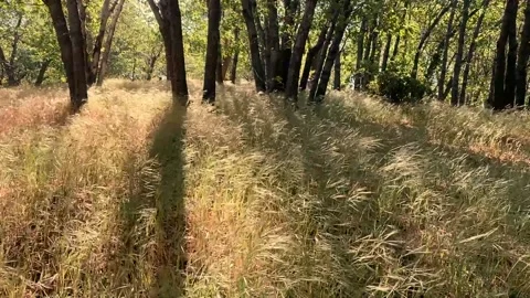 Sun sunbeam autumn forest trees woodland park hillside sunny afternoon Stock Footage 213785899