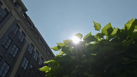 Sun sunbeams through leaves tree Stock Footage 245639352