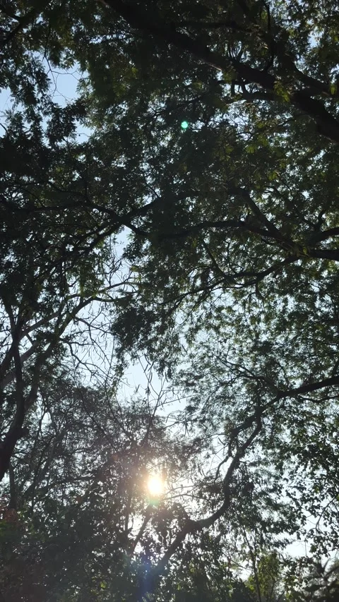 Sun, Sunlight, Flare With Silhouette Branches Of Big Trees Stock Footage 274351119