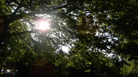 Sun Sunlight Peering Through Branches With People At Picnic Table At Sunrise Stock Footage 154433248