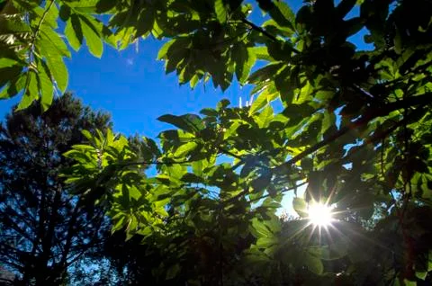 Sun sunlight streaming through treetops park Fotos Stock
