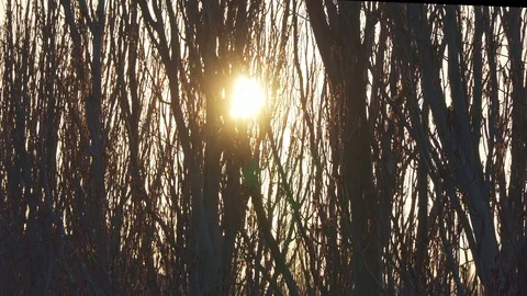The sun at sunset behind the trees without leaves Video stock 105278338