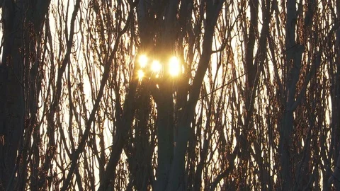 The sun at sunset behind the trees without leaves close-up Stock Footage 105278536