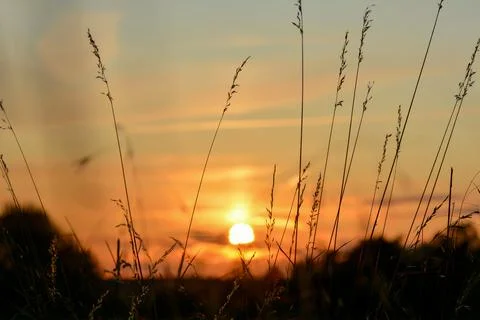 Sun by sunset with grasses in the foreground Stock Photos