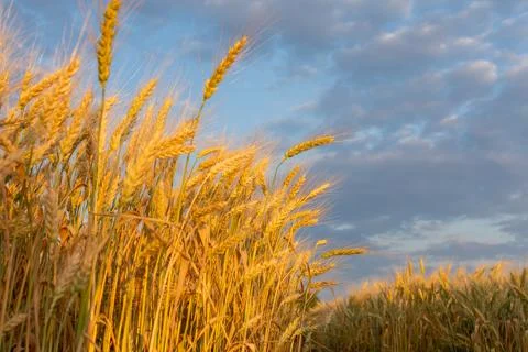 The sun at sunset illuminates the wheat with an orange light Stock Photos