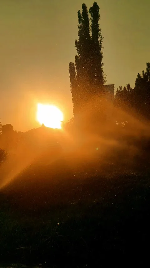 Sun, sunset, park, trees, summer, green, evening Stock Footage 312004902