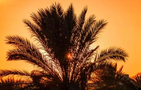 Sun at sunset through the leaves of the date palm Stock Photos
