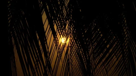 Sun at sunset through the leaves of a palm tree Stock Footage 87306249