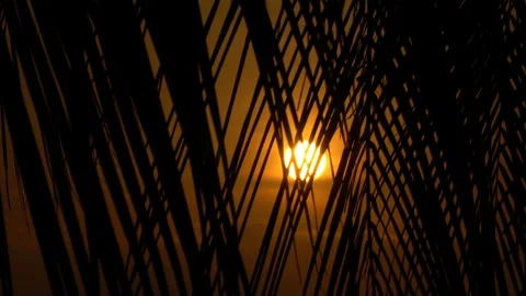 Sun at sunset through the leaves of a palm tree Stock Footage 87418450