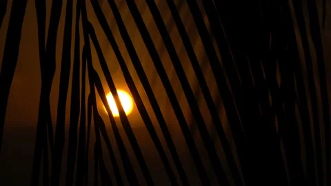 Sun at sunset through the leaves of a palm tree Stock Footage 87418470