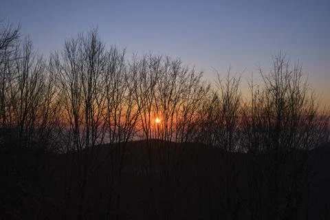 Sun at sunset through tree trunks Stock Photos