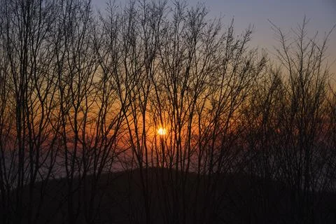 Sun at sunset through tree trunks Foto stock
