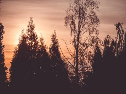 The sun at sunset through the trees Stock Photos