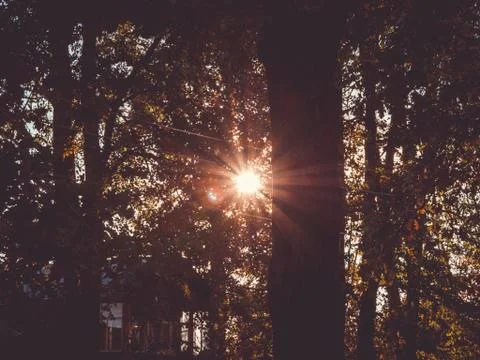 The sun at sunset through the trees Stock Photos