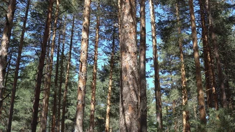 Sun sunshine in sunny spring coniferous forest. sunlight sunbeams shine throu Video stock 305944590