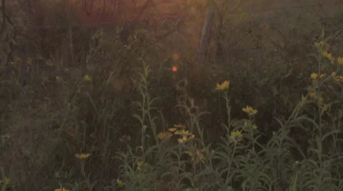 Sun texas 23 Stock Footage 917833