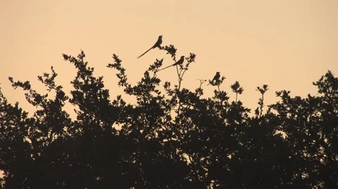 Sun texas 27 Stock Footage 917818