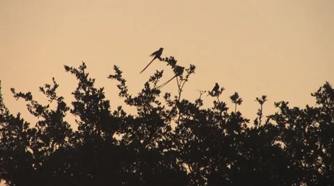 Sun texas 29 Stock Footage 917810