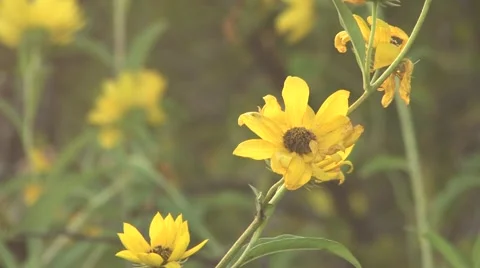 Sun texas 33 Stock Footage 917791