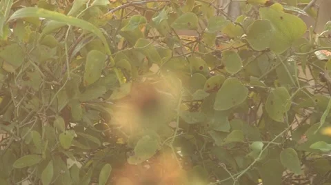 Sun texas 34 Stock Footage 917788