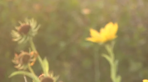 Sun texas 36 Stock Footage 917776