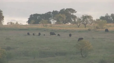 Sun texas 37 Stock Footage 917772