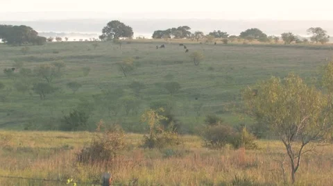 Sun texas 38 Stock Footage 917769