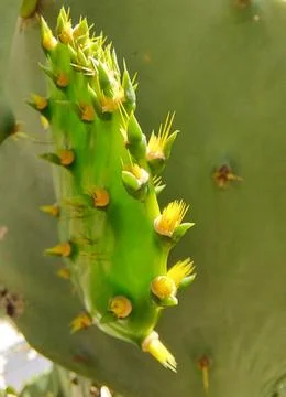 Sun in the thorns Stock Photos