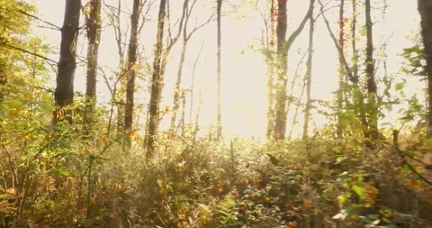 Sun though the trees Stock Footage 220379647