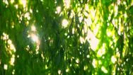 Sun Though Weeping Willow Leaves - Close-Up Shot  - Natural Background Stock Footage
