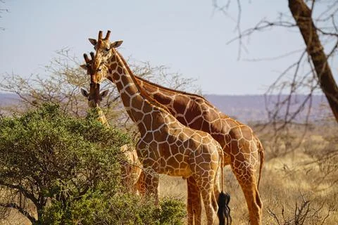 In the sun, three giraffes stood next to the bushes. Stock Photos