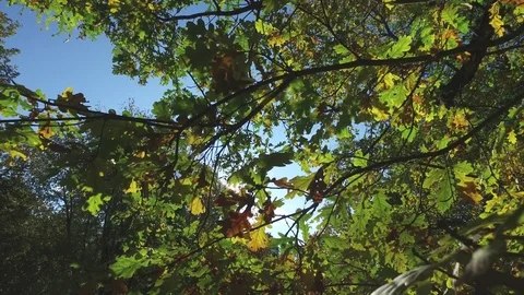 Sun through autumn branches trees Video stock 89881678