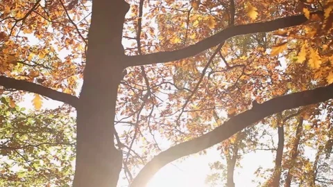 Sun Through Autumn Leaves Video stock 71509710