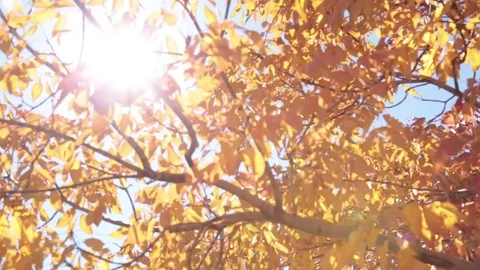 Sun Through Autumn Leaves Stock Footage 79809601