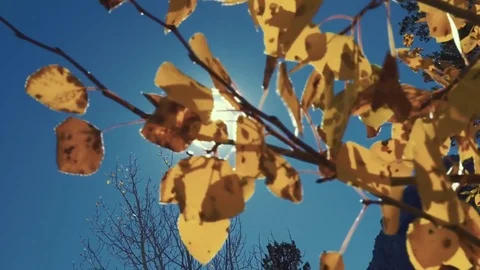 Sun through autumn leaves Stock Footage 82049201