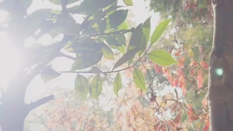 Sun Through Autumn Leaves 스톡 동영상 316067943