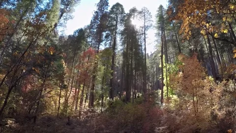 Sun Through Autumn Trees- West Fork Trail- Sedona AZ Stock Footage 312365061