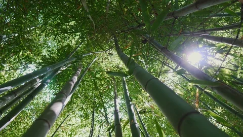Sun through bamboo branches in evergreen forest. bamboo rotation by the camera Stock Footage 91708006