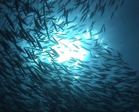 Sun through barracudas Stock Footage 1070817