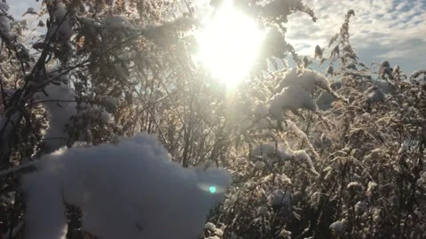 Sun through big grass under the snow Stock Footage 170392772