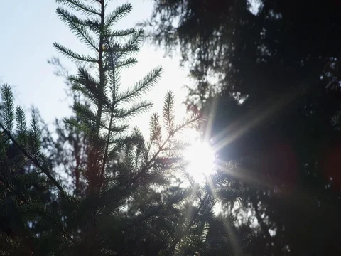 Sun through Branch Stock Footage 78374070