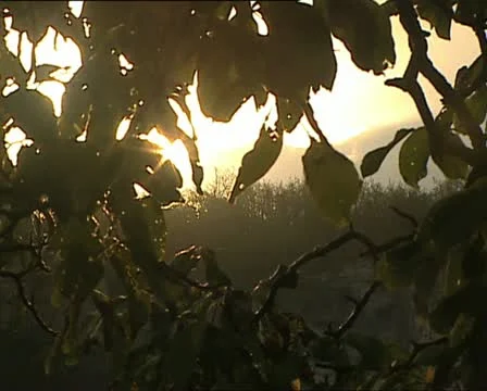 SUN through branches and leaves Video stock 11407835