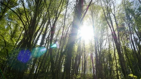Sun through the branches and leaves Video stock 88560539
