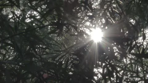 Sun through the branches Video stock 10591828