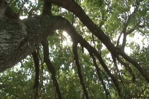 Sun through branches Stock Footage 10742641