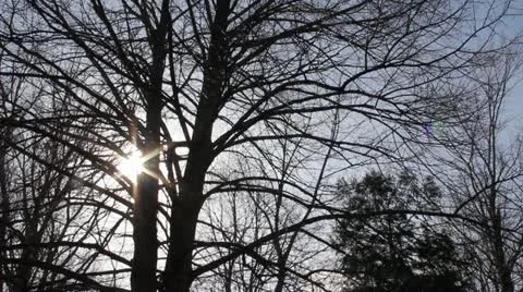 Sun Through Branches Stockbeeldmateriaal 11018630