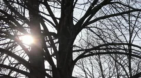 Sun Through Branches Vidéo 11018726