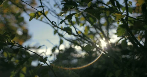 Sun Through Branches Video stock 31983162
